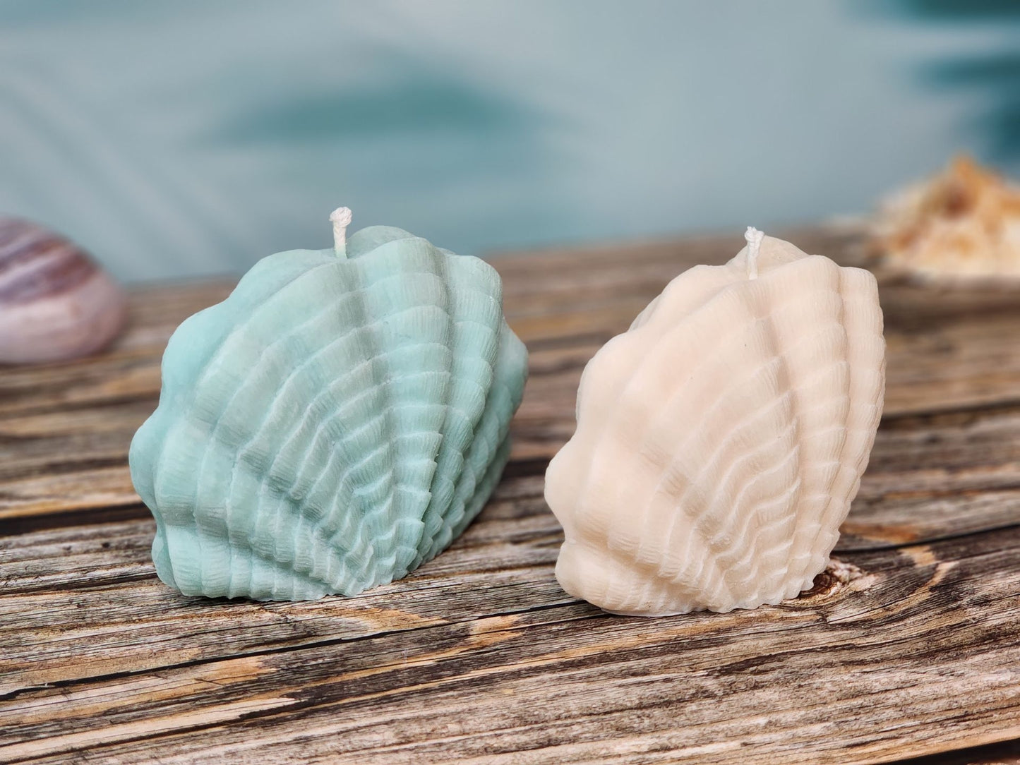 Sea Treasure