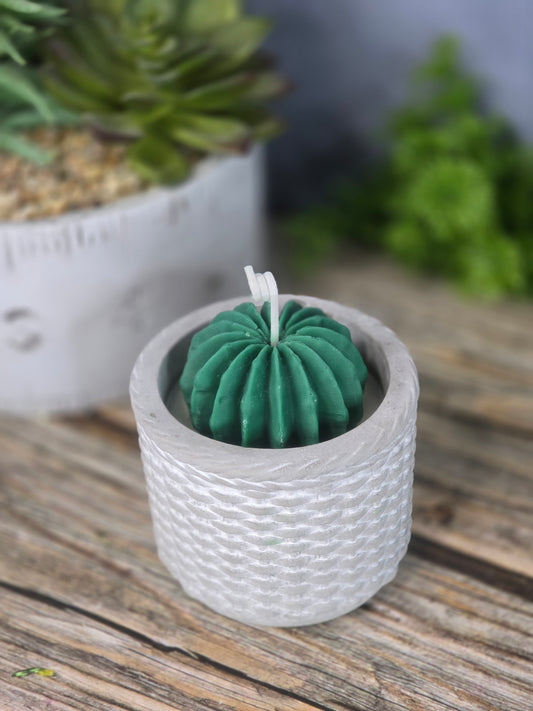 Desert Bloom